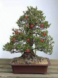 Maybe you would like to learn more about one of these? Fruit Bearing Bonsai Crabapple Bonsai Tree Bonsai Bonsai Fruit Tree