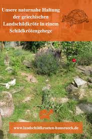 Freigehege Fur Griechische Landschildkroten In 2020 Schildkrotengehege Landschildkroten Schildkrote Gehege
