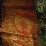 Image result for Coula