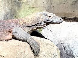 Park regis concierge apartments are the ideal location for a sydney business or leisure trip. Varan Picture Of Aquatis Aquarium Vivarium Lausanne Tripadvisor