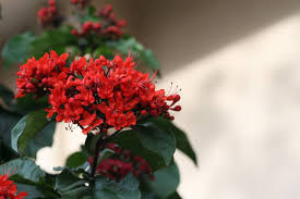 Image result for Clerodendrum splendens