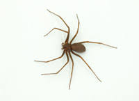 A maioria das picadas de aranha marrom é assintomática. Mais Soro Contra Aranhas Agencia Fapesp