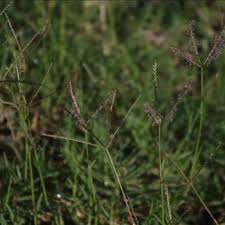 Image result for Cynodon dactylon