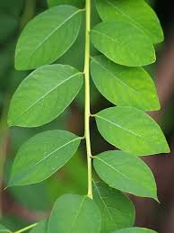 Image result for Seddera suffruticosa