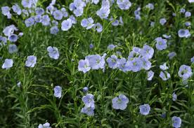 Image result for Linum