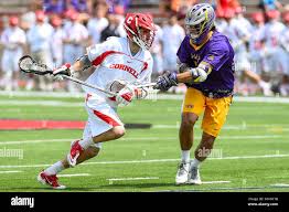 Image result for Pachylobus osika