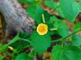 Image result for Sida cordifolia