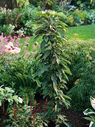 Our fruit garden, located at 16650 state route 536, mount vernon, wa, is open to the public 7 days a week from dawn to dusk. Top Fruit Trees For Pacific Northwest Gardens Better Homes Gardens