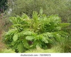 Image result for Osmundaceae