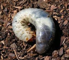 Effective Grub Control Garden Guides Milky Spore In The Fall Lawn Pests Garden Grubs Japanese Beetle Grubs