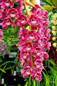 Pin By Steve Chang On Container Gardening Cymbidium Orchids Beautiful Orchids Flower Seeds