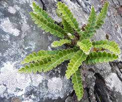 Image result for Asplenium simii