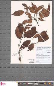 Image result for Raphidiocystis jeffreyana