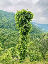 Image result for Pueraria