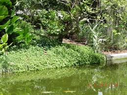 Image result for Nelsonia canescens