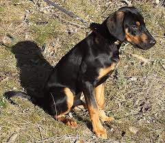 Image result for sedmihradský honič