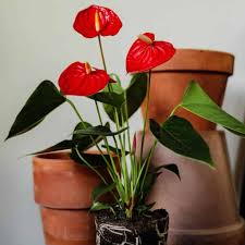 Dammann'S Garden Company – A How-To Guide On Repotting Your Houseplants