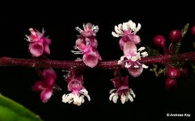 Image result for Petiveriaceae