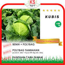 Setelah bibit kubis dan lahan sudah siap, selanjutnya lakukan penanaman. Benih Kubis Bibit Sayuran Unggul Shopee Indonesia