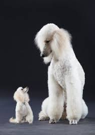 Maybe you would like to learn more about one of these? Chiquitooooo Poodle Puppy Poodle Dog Dog Breeds