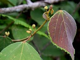 Image result for Grewia trichocarpa