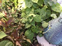 Morning glories are beautiful fragrant flowers that wake up with the sun and add vibrant color to your garden. What Is Eating Holes In My Morning Glory Leaves What Can I Do Hometalk