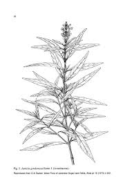 Image result for Helixanthera garciana