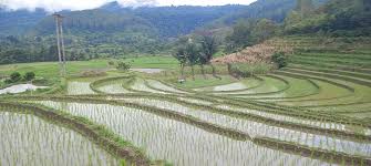 Menikmati Persawahan, Panggung Alam bagi Atraksi Petani · Ninna.id