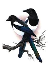 Pin On A Charm Of Magpies