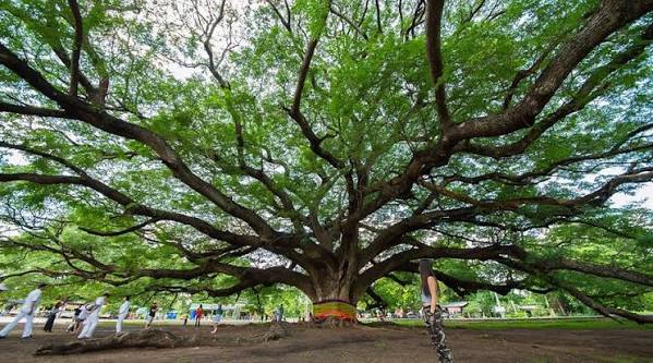 GIANT TREE KANCHANABURI - All You Need to Know BEFORE You Go 2026 (with Photos) - Tripadvisor