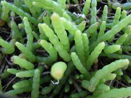 Image result for Sarcocornia natalensis