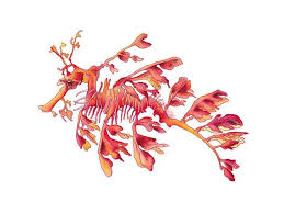 Seahorse Leafy Sea Dragon Watercolor Art Print By Artistastyle 25 00 Animali Animali Simpatici They were a deity of the sea. seahorse leafy sea dragon watercolor