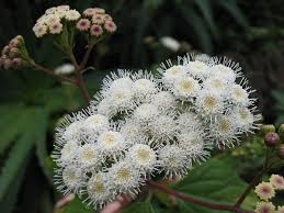 Image result for Oreophyton