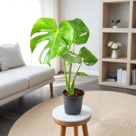 Monstera Deliciosa