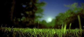 A clay lawn should be watered for at least an hour daily with a sprinkler that disperses the water evenly. Watering Lawn At Night Good For Your Grass Or Bad Idea Abc Blog
