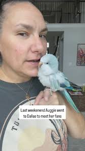 The Green Bird Brigade updated...