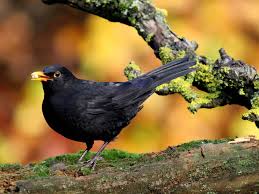Drei bis fünf bruten sind möglich. Gesang Und Lebensweise Der Amsel Ornithologie Servus