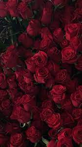 Sie unterscheiden sich nur wenig von der bedeutung computer bild präsentiert 100 alternative hintergründe etwa aus der natur, die schicker sind. Image Result For Red Wallpaper Aesthetic Red Roses Wallpaper Flower Wallpaper Rose Wallpaper
