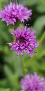 Image result for Vernonia ugandensis