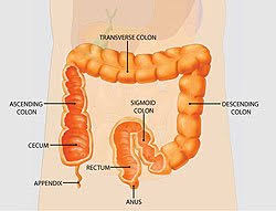 Maybe you would like to learn more about one of these? Colonoscopy Colon Cancer Screening Plano Tx Dr Malik
