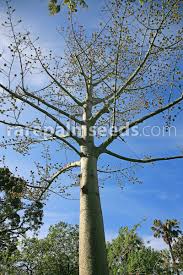 Image result for Ceiba