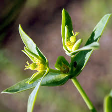 Image result for Emiliella exigua