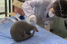 Episode one of the pangolin reports, a new podcast series by sustainable asia, examines why this prehistoric mammal now faces extinction. Pangolin Released Into Wild Under China S New Protections