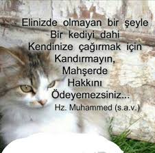 Vuslat Leyla Inanc Kedi Dualar