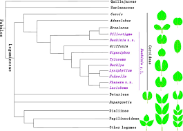 Image result for Aphanocalyx richardsiae