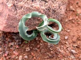 Image result for Dipcadi rigidifolium