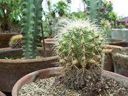Our site is about many aspects of ordinary life in the philippines. Cactus Mama Nene S Garden