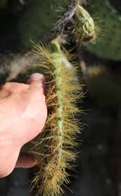 This should give beginners a good start. Easing Of Selective Pressure On I Opuntia I Cacti In The Galapagos Islands Mountain Beltway Agu Blogosphere