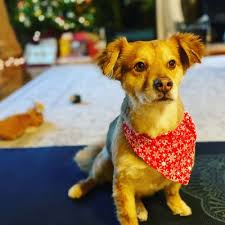 Explore other popular pets near you from over 7 million businesses with over 142 million reviews and opinions from yelpers. Aussie Pet Mobile South Bay 79 Photos 238 Reviews Pet Groomers San Jose Ca Phone Number