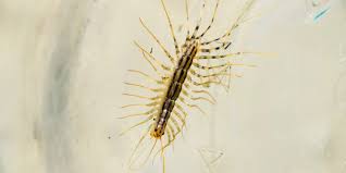Like centipedes, silverfish are scavengers who consume the bits and pieces that filter down to the lowest spaces in your home. What Attracts Centipedes Plunkett S Pest Control